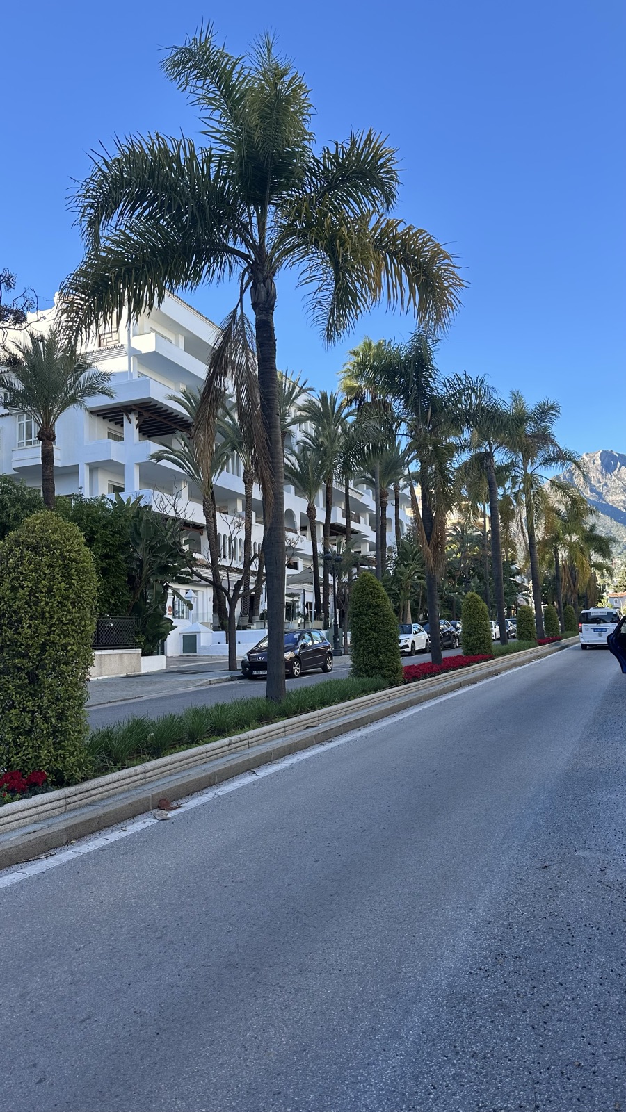 Travel content, Marbella palm-lined street